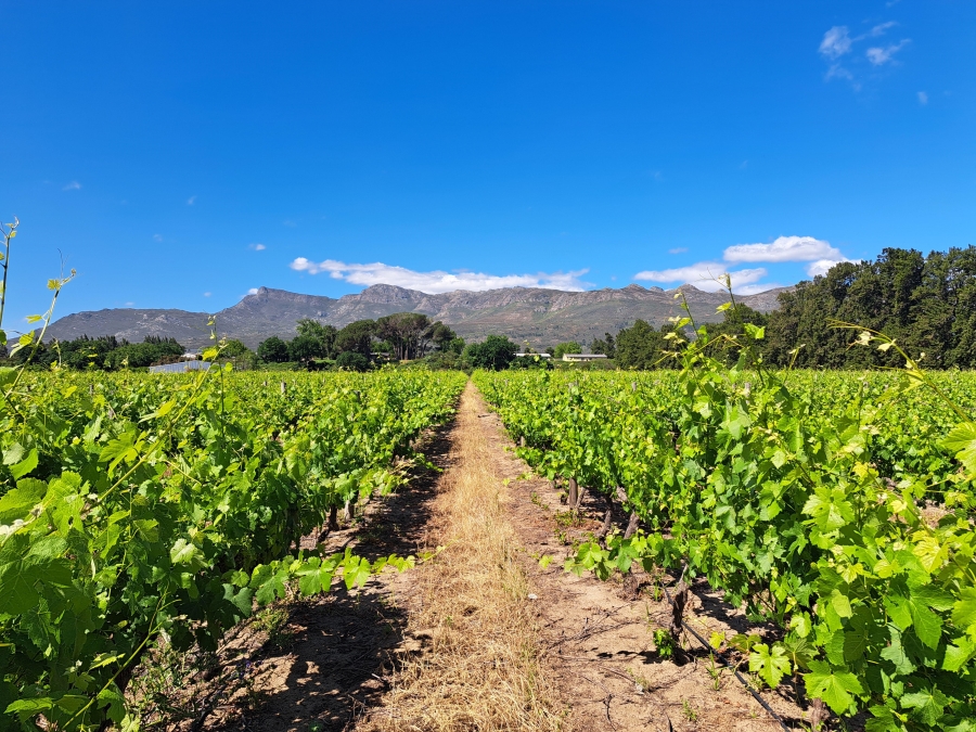 4 Bedroom Property for Sale in Paarl Rural Western Cape